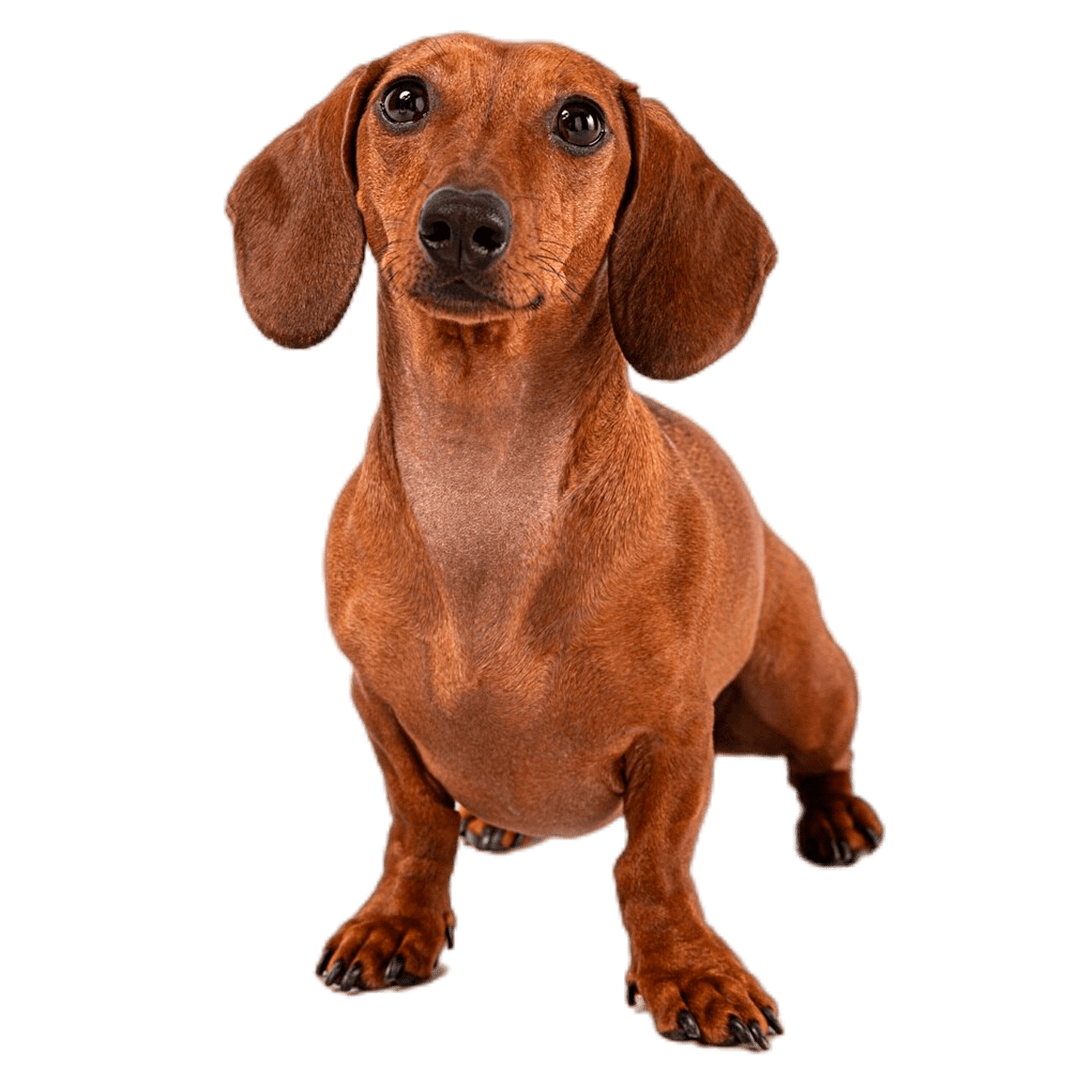 Tu perro esperando a Natubark